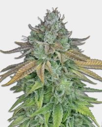 Cafe Racer Feminized Cannabis Seeds