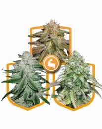 Super Strong Feminized Cannabis Seeds Pack