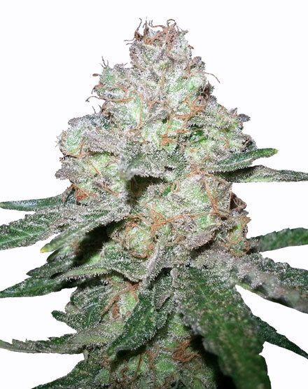 Amnesia Fast Flowering Marijuana Seeds | MSNL
