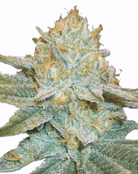 Auto AK47 Cannabis Seeds - Buy From MSNL