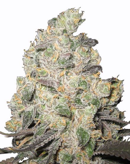Big Blue Cheese Feminized Cannabis Seeds - Buy From MSNL