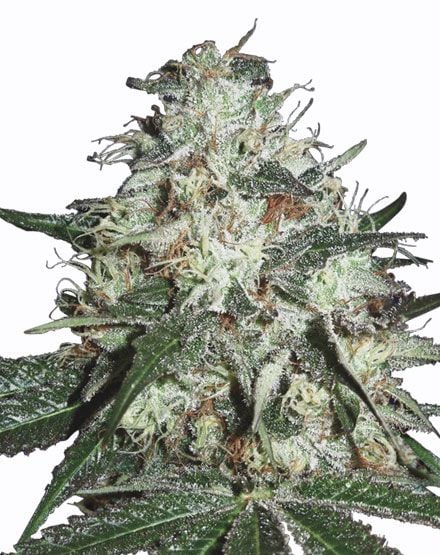 Cotton Candy Kush Cannabis Seeds - Buy From MSNL