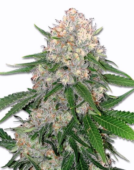Critical Cannabis Seeds - Buy From MSNL