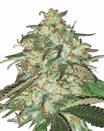 Hollands Hope Cannabis Seeds - Buy From MSNL