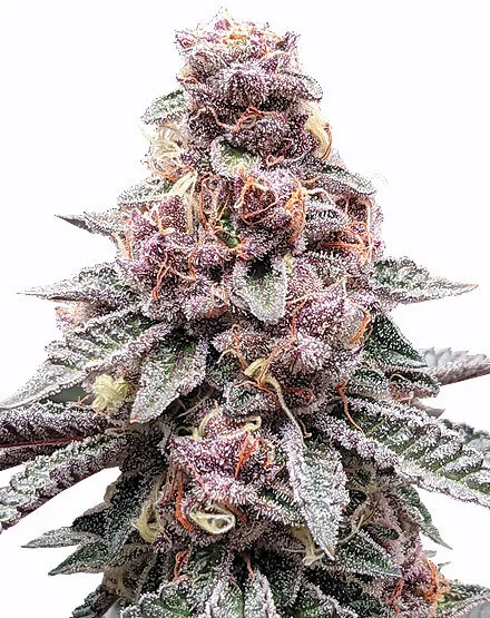 Purple Urkle Feminized Cannabis Seeds - Buy from MSNL