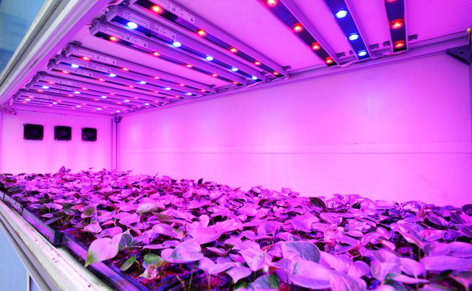 Top 5 Tips to make the most of your LED Grow room Setup - MSNL Blog