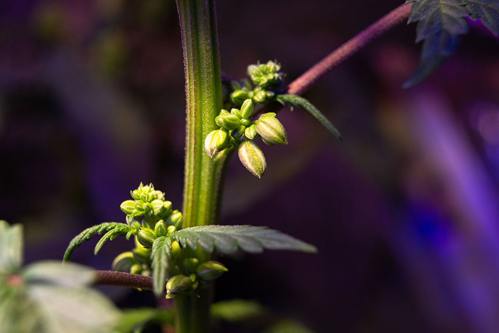 What causes a marijuana plant to hermie? - MSNL Blog
