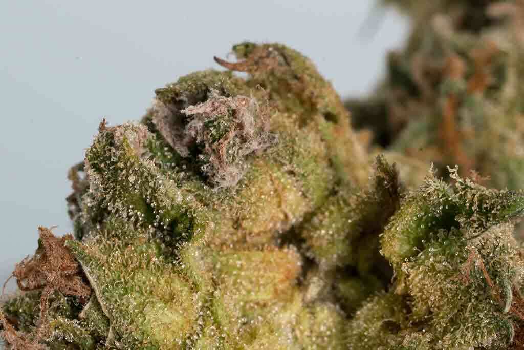 https://www.marijuana-seeds.nl/wordpress/wp-content/uploads/2018/07/Humidity-Control-in-Cannabis-Grow-Room-3.jpg