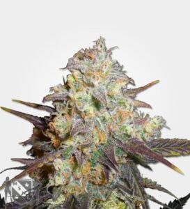 chocolope-feminized-marijuana-seeds