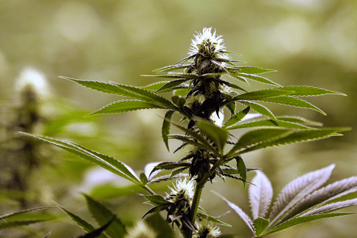 Marijuana Plant Anatomy: The Different Parts - MSNL