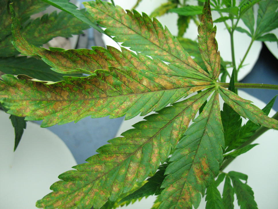 Calcium Deficiency: Fixing Your Sick Marijuana Plant - MSNL Blog