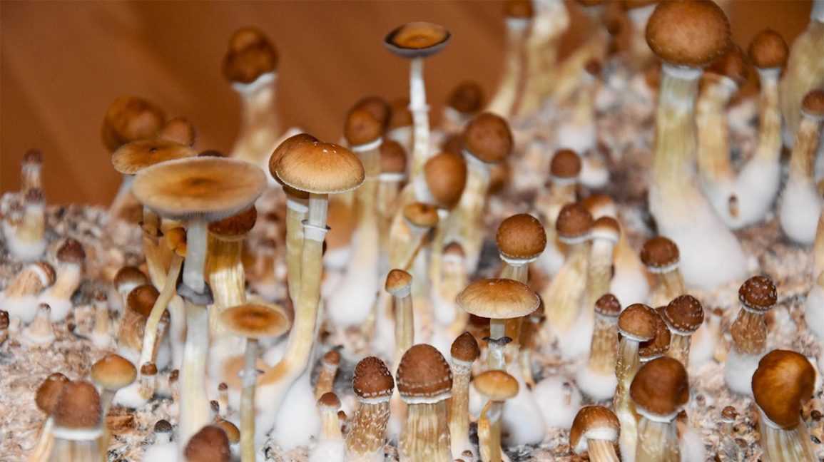 Growing Magic Mushrooms - MSNL Blog
