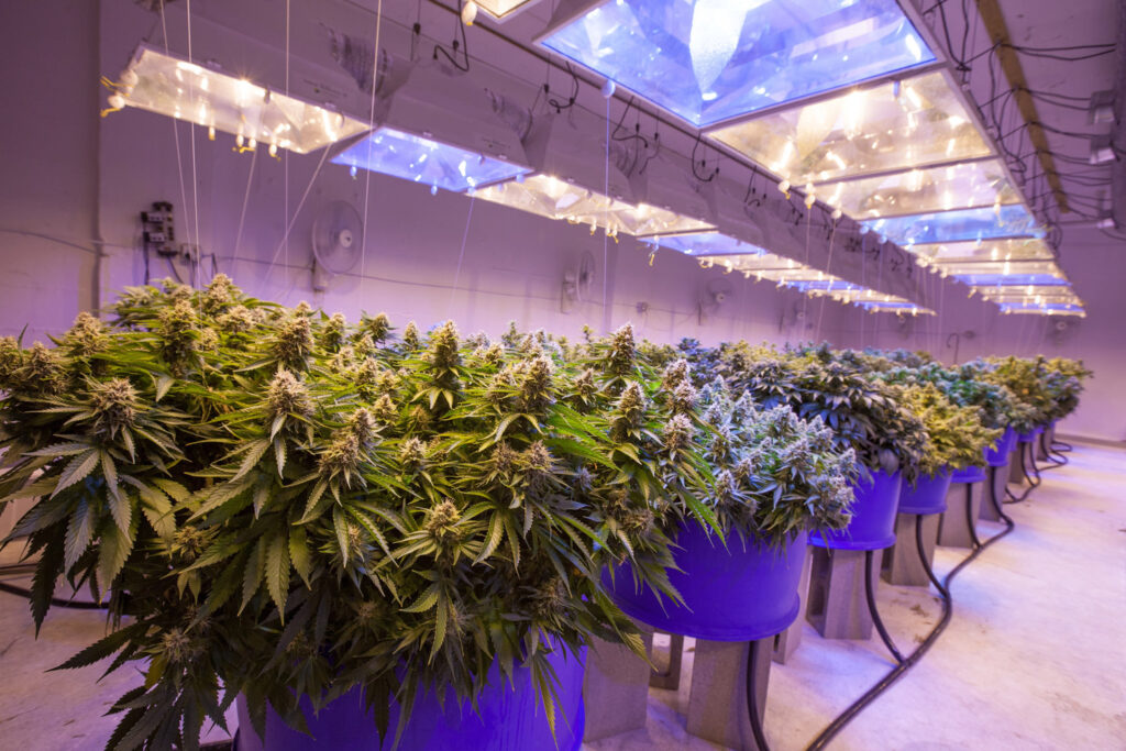 lighting systems for indoor cannabis grow