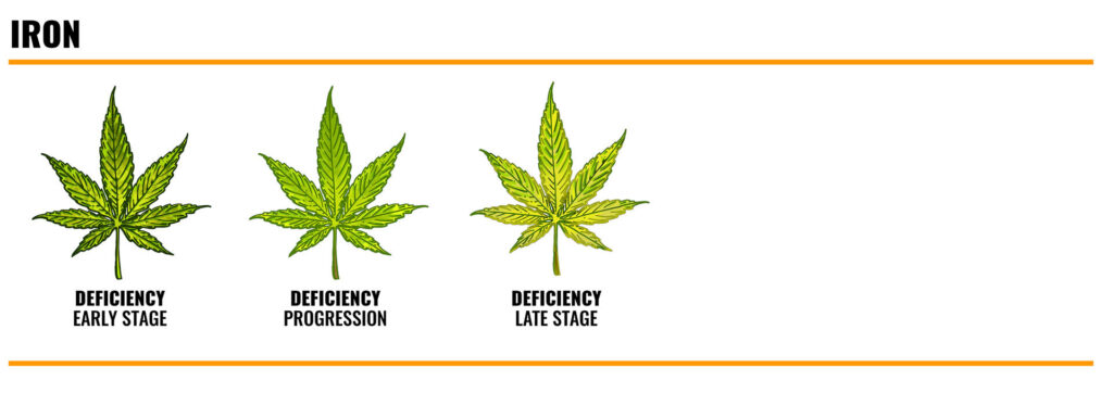 Iron deficiency in marijuana
