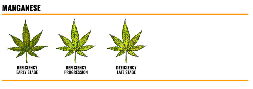 Maganese deficiency in cannabis