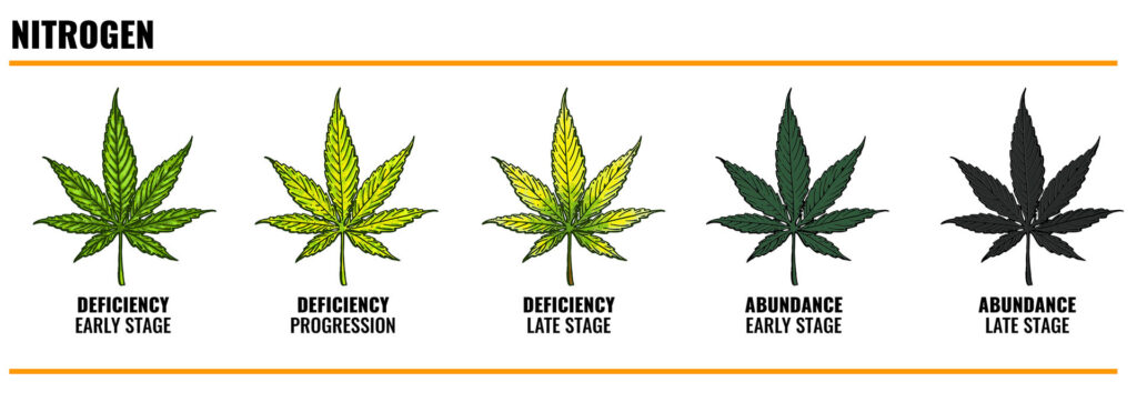 Nitrogen Deficiency in cannabis