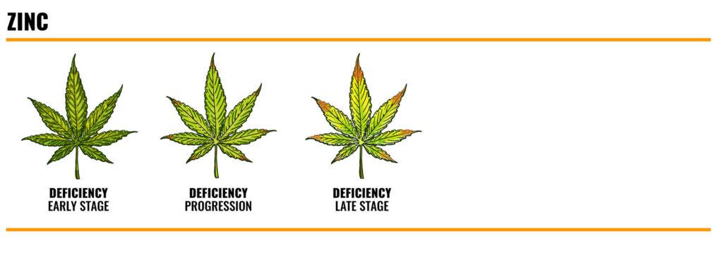 Zinc deficiency in cannabis