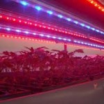 LED lighting system for cannabis growing