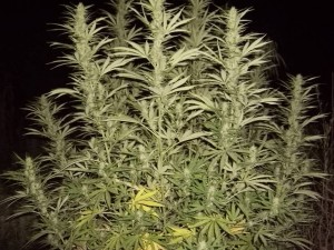 Thai cannabis plant