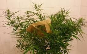 Pollinating marijuana plants to breed
