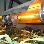 High Intensity Discharge (HID) lighting for cannabis plants