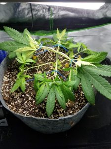 cannabis-plant-training-pineapple-kush