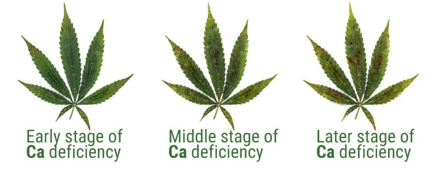 Calcium deficiency on weed LeafCalcium deficiency on weed Leaf