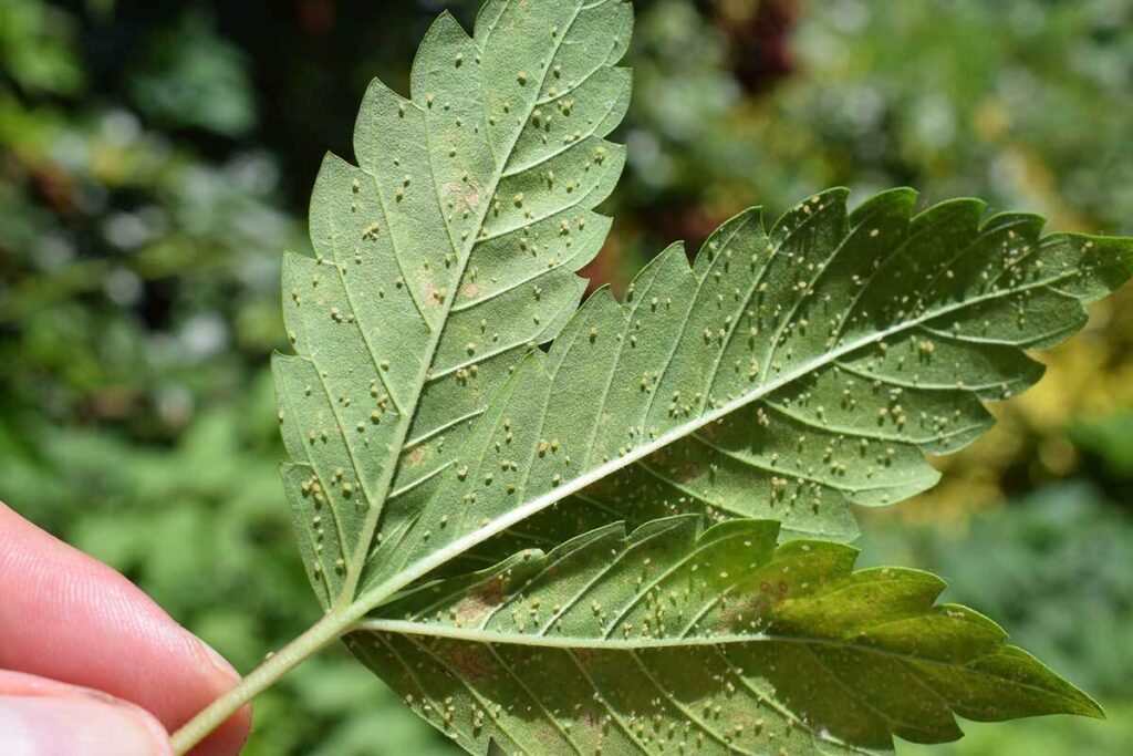 Cannabis pest aphids on cannabis leaf underside