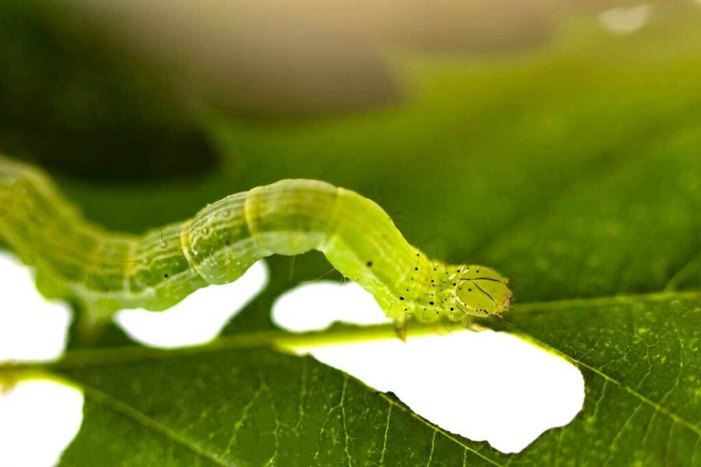 Cannabis Pest Green Caterpillar - Hypena Scabra on a cannabis leaf