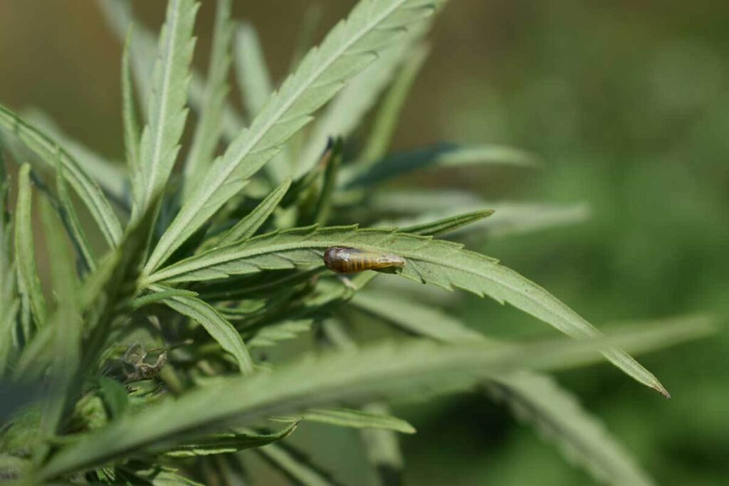 Cannabis pest slug on cannabis leaf underside