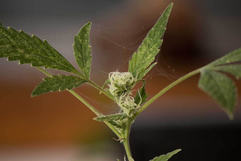 Marijuana plant plagued with spider mites