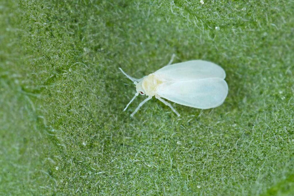 Cannabis pest whitefly on the leaf