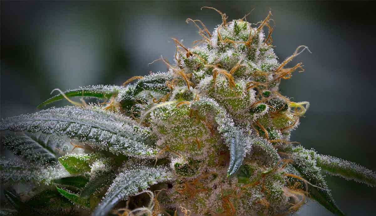 Cannabis Plant Macro Flower Shot Trichomes Stock Photo