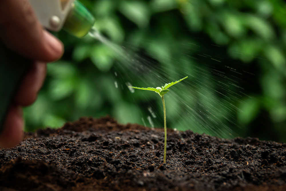 small plant of cannabis seedlings at the stage of vegetation planted in the ground in the sun, a beautiful background, eceptions of cultivation in an indoor marijuana