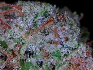 how-does-freezing-affect-the-trichomes