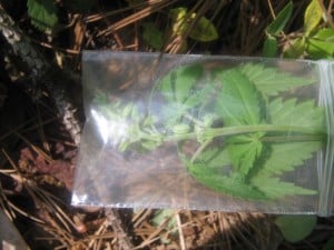 Marijuana pollen sacs in bag