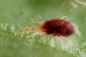 tetranychus_urticae_with_silk_threads-1024x685_result