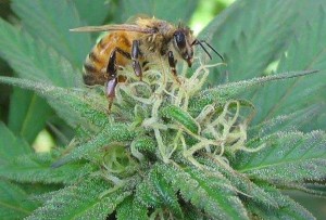 bee weed marijuana plant