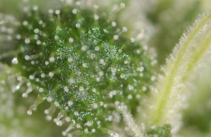 When is marijuana ready to harvest - Cloudy tricome