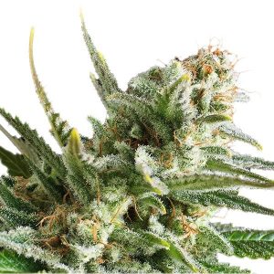 best-sativa-strains-amnesia-haze-marijuana-seeds