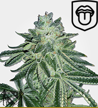Blue dream