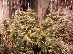 blue dream strain growing in grow room