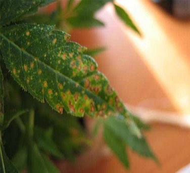 calcium deficiency in a marijuana plant
