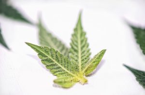 cannabis-plant-training-defoliation