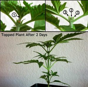 cannabis-plant-training-topping