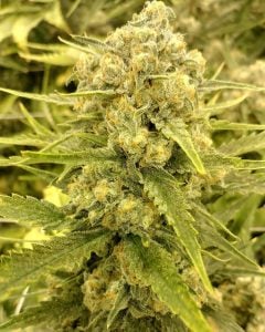 chocolope feminized marijuana plant closeup