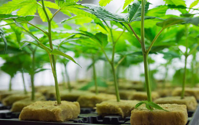 Marijuana plant clones 