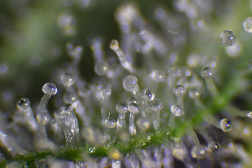 Cannabis Trichomes Overview