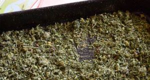 decarbing weed on a tray