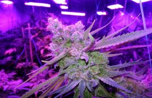 grow-marijuana-in-led-setup